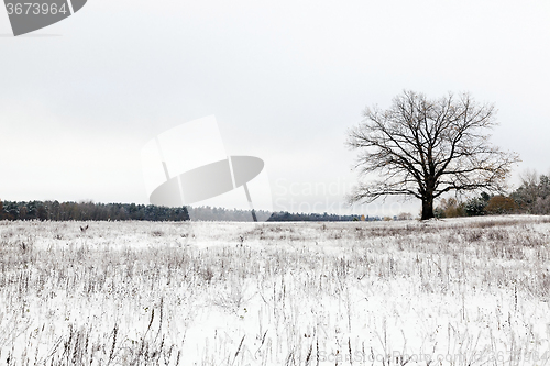 Image of lonely tree .  snow.