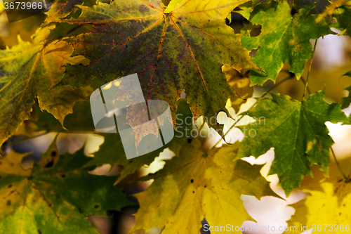 Image of   leaves in autumn  