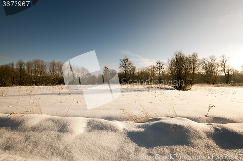 Image of trees in winter  