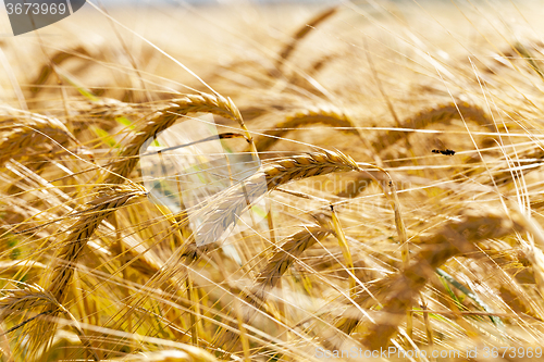 Image of mature cereal . close-up  