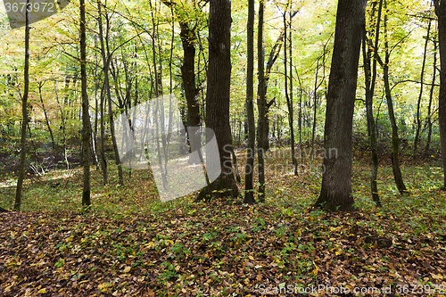 Image of   forest. autumn season.