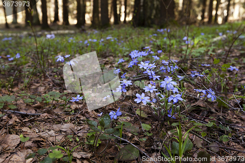 Image of spring flowers .  forest