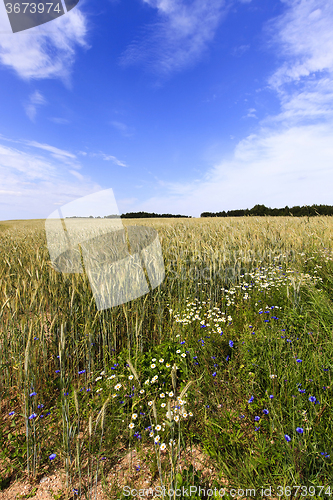 Image of flowers in the field  