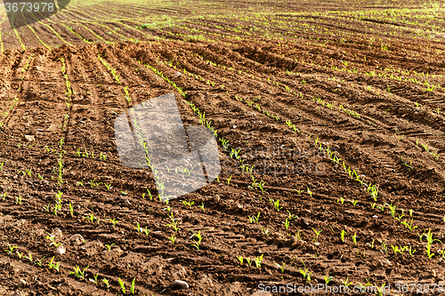 Image of   Agricultural field .  corn