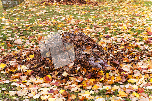 Image of autumn trees  . Belarus