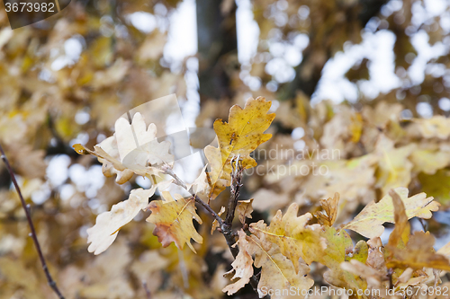 Image of   trees in the autumn season 