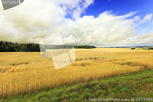 Image of   Agricultural field . cereals