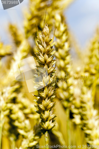 Image of   grow ripe cereals
