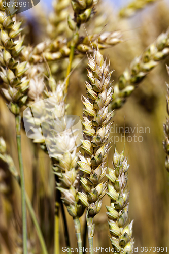 Image of  harvest of cereals