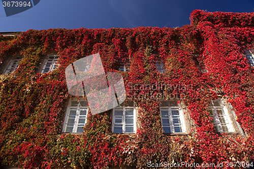 Image of red ivy on a building  