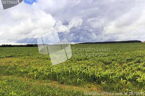 Image of  green corn sprouted