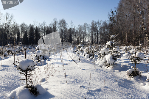 Image of trees in winter  