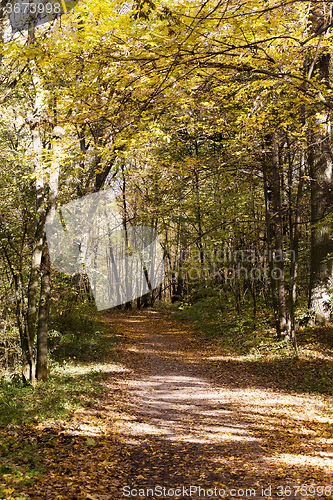 Image of autumn forest . Belarus