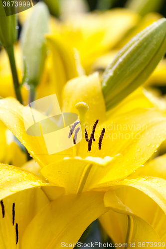 Image of  yellow lily . spring