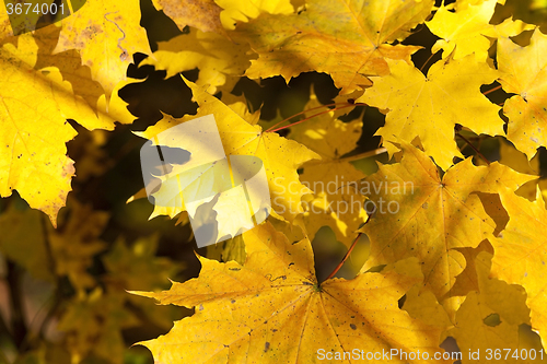 Image of autumn leaves .  closeup  