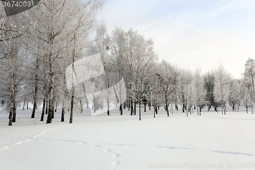 Image of trees in winter 