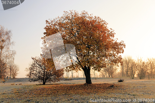 Image of   autumn to winter