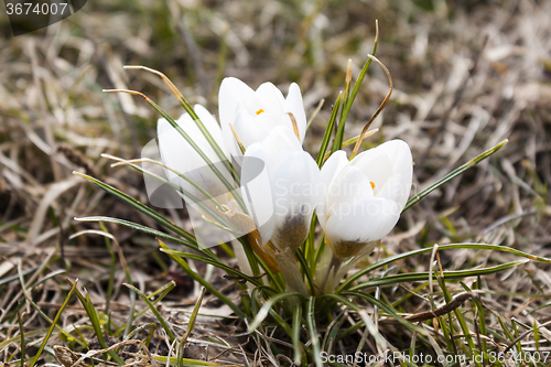 Image of saffron white flowers  