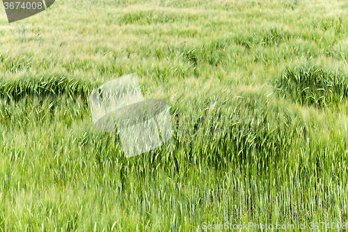 Image of immature cereals  . wheat