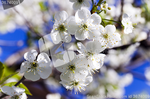 Image of  Photo Cherry blossoms 