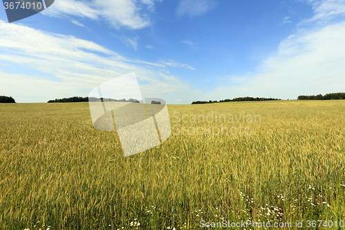 Image of   unripe green grass  