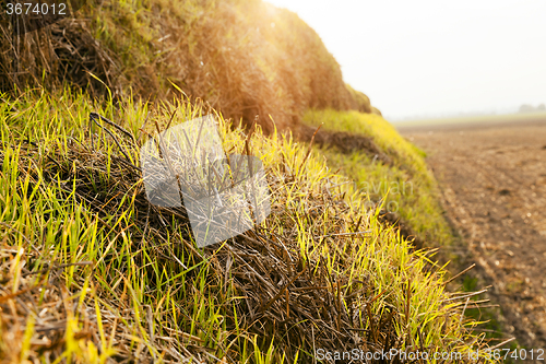 Image of packed straw. cereals