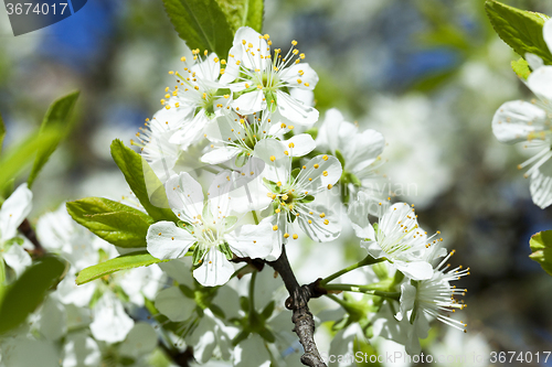 Image of  Photo Cherry blossoms 