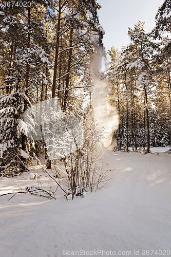 Image of trees in winter  