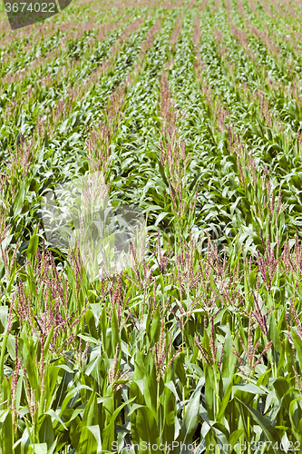 Image of   Agricultural field .  immature corn