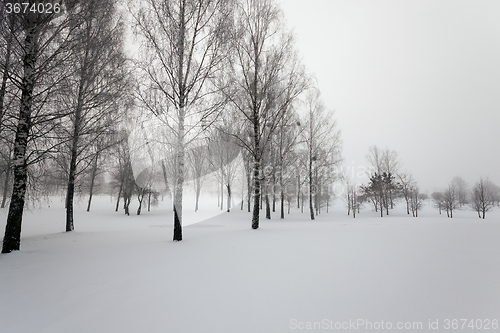 Image of trees in winter  