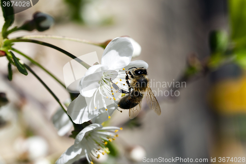 Image of cherry blossoms  . spring  