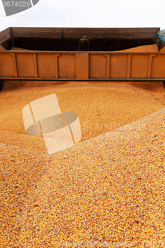 Image of  heap of corn