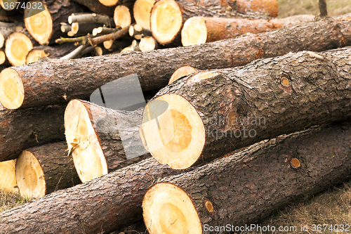 Image of logging .  conifer tree