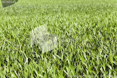 Image of  green wheat sprout