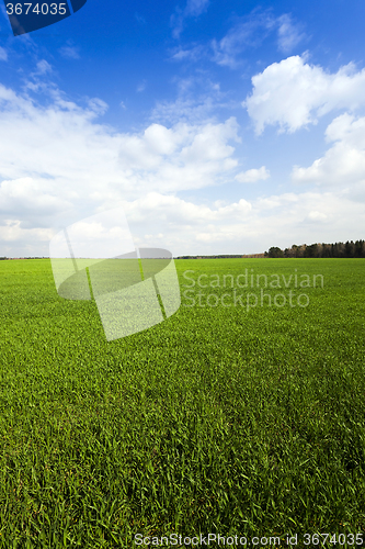 Image of cereal field . Agricultural  