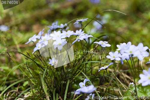 Image of blue spring flowers 