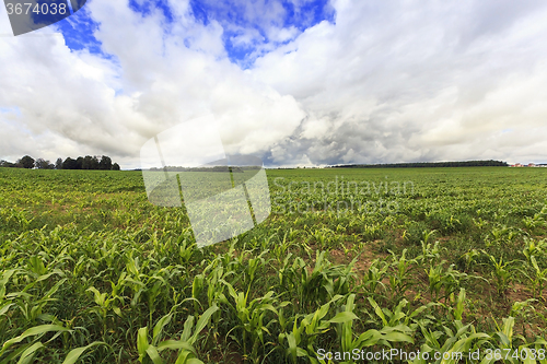 Image of corn plants   on  field