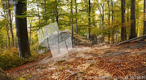 Image of autumn beech forest 