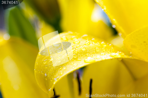 Image of  yellow lily . spring