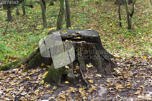 Image of   autumn season. Forest  