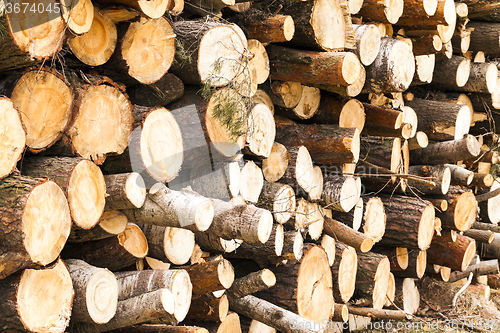 Image of   photographed close-up timber 