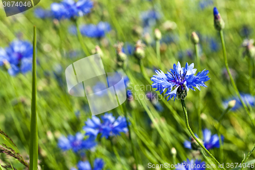 Image of blue cornflower . spring