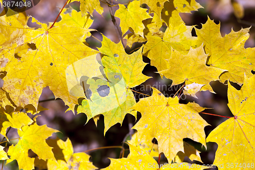 Image of autumn leaves .  closeup  