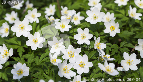 Image of spring flowers . close-up