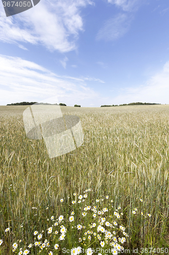 Image of flowers in the field  