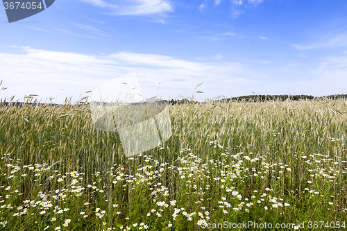 Image of flowers in the field 