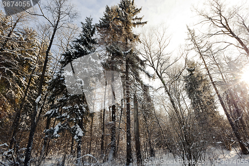 Image of   trees in the winter 