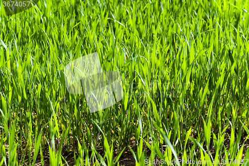 Image of immature cereals . wheat