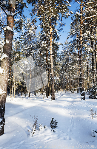 Image of pine trees covered with snow  