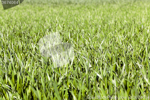 Image of wheat germ .  close-up  